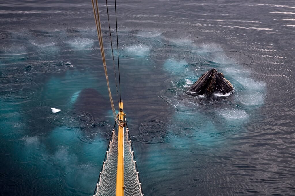 ¿Para qué sirven los misteriosos anillos de burbujas de las ballenas jorobadas?